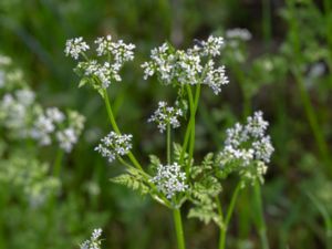 Anthriscus cerefolium - Garden Chervil - Dansk körvel