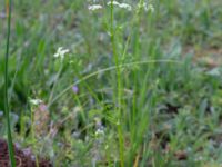 Anthriscus cerefolium Kleva, Mörbylånga, Öland, Sweden 20190525_0210