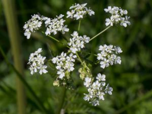 Anthriscus sylvestris - Cow-Parsley - Hundkäx