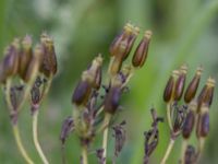 Anthriscus sylvestris Banvallen VSV Dalby, Lund, Skåne, Sweden 20160703_0041