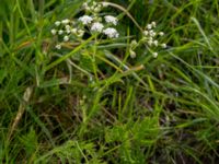 Anthriscus sylvestris Borrebacke, Malmö, Skåne, Sweden 20150530_0027