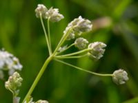 Anthriscus sylvestris Borrebacke, Malmö, Skåne, Sweden 20150530_0029