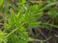 Anthriscus sylvestris Borrebacke, Malmö, Skåne, Sweden 20150530_0030