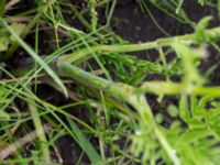 Anthriscus sylvestris Borrebacke, Malmö, Skåne, Sweden 20150530_0032