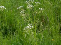 Anthriscus sylvestris Borrebacke, Malmö, Skåne, Sweden 20150530_0040