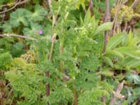 Anthriscus sylvestris Fredshög, Vellinge, Skåne, Sweden 20190503_0010