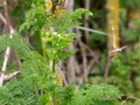 Anthriscus sylvestris Fredshög, Vellinge, Skåne, Sweden 20190503_0012