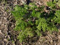 Anthriscus sylvestris Knösen, Falsterbohalvön, Vellinge, Skåne, Sweden 20170501_0156