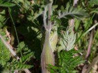 Anthriscus sylvestris Knösen, Falsterbohalvön, Vellinge, Skåne, Sweden 20170501_0157