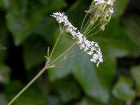 Anthriscus sylvestris Nedre Västerstad, Mörbylånga, Öland, Sweden 20190609_0218