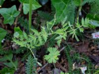 Anthriscus sylvestris Nedre Västerstad, Mörbylånga, Öland, Sweden 20190609_0220