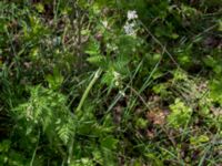 Anthriscus sylvestris Ribersborg, Malmö, Skåne, Sweden 20150510_0010