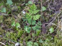 Anthriscus sylvestris Sandby, Mörbylånga, Öland, Sweden 20160410_0089