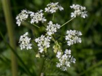 Anthriscus sylvestris Terekudden, Bunkeflo strandängar, Malmö, Skåne, Sweden 20140517_0015