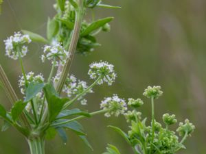 Apium graveolens - Celery - Selleri