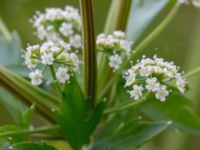 Apium graveolens Bakdjupet, Skanör, Falsterbohalvön, Vellinge, Skåne, Sweden 20160617_0237