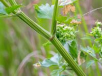 Apium graveolens Bakdjupet, Skanör, Falsterbohalvön, Vellinge, Skåne, Sweden 20160617_0238