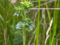 Apium graveolens Bakdjupet, Skanör, Falsterbohalvön, Vellinge, Skåne, Sweden 20160617_0243