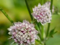 Astrantia major Glasbruksskolan, Limhamn, Malmö, Skåne, Sweden 20180624_0037