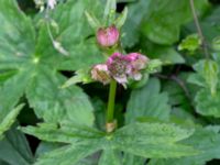 Astrantia major Magasinsgatan, Malmö, Skåne, Sweden 20200525_0025