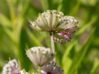 Astrantia major Ulricedal, Malmö, Skåne, Sweden 20190712_0011