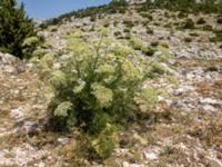 Athamanta ramosissima Biokovo Nature Park, Tucepi, Croatia 20170802_1439