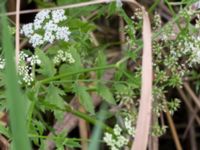 Berula erecta Husie mosse, Malmö, Skåne, Sweden 20150719_0042