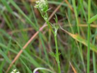 Bunium bulbocastanum Karlevi stenkvarn, Mörbylånga, Öland, Sweden 20190525_0183