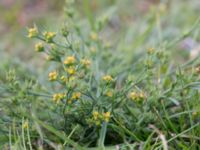 Bupleurum tenuissimum Tygelsjö ängar, Malmö, Skåne, Sweden 20150816_0043