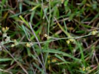 Bupleurum tenuissimum Tygelsjö ängar, Malmö, Skåne, Sweden 20190817_0004