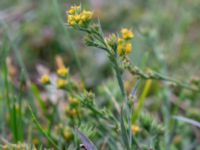 Bupleurum tenuissimum Tygelsjö ängar, Malmö, Skåne, Sweden 20190817_0006