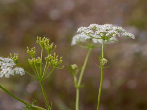 Carum carvi - Caraway - Kummin