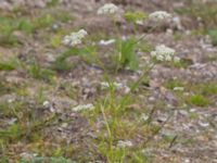 Carum carvi Svanetorpsvägen, Åkarp, Lomma, Skåne, Sweden 20150603_0022