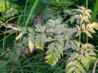 Chaerophyllum aureum Botaniska trädgården, Lund, Skåne, Sweden 20180816_0028