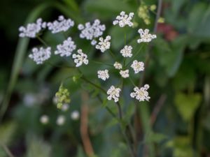 Chaerophyllum temulum - Rough Chervil - Hårkörvel