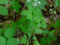 Chaerophyllum temulum Hunneröds mosse, Svedala, Skåne, Sweden 20170620_0026