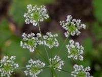 Chaerophyllum temulum Ladugårdsmarken, Lund, Skåne, Sweden 20190602_0310