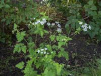 Chaerophyllum temulum Marietorps allé 29, Malmö, Skåne, Sweden 20170618_IMG_1160