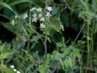 Chaerophyllum temulum Ribersborg, Malmö, Skåne, Sweden 20160602_0098