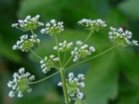 Chaerophyllum temulum Ribersborg, Malmö, Skåne, Sweden 20160602_0103