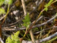 Conium maculatum Svanetorpsvägen, Åkarp, Lomma, Skåne, Sweden 20150528_0078