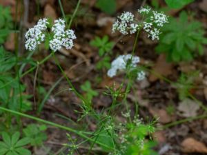 Conopodium majus - Pignut - Nötkörvel