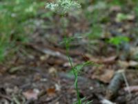 Conopodium majus Vrams Gunnarstorp, Bjuv, Skåne, Sweden 20220618_0037