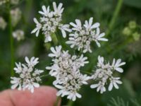 Coriandrum sativum Jordhögar S grodreservatet, Norra hamnen, Malmö, Skåne, Sweden 20160822_0039