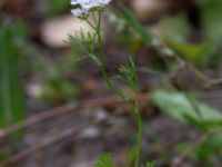 Coriandrum sativum Ulricedal, Malmö, Skåne, Sweden 20190701_0068