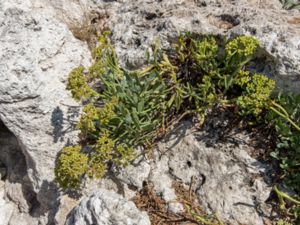 Crithmum maritimum - Rock Samphire - Strandsilja