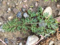 Daucus carota Scaniaparken, Malmö, Skåne, Sweden 20161102B_0004