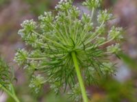 Daucus carota Ulricedal, Malmö, Skåne, Sweden 20190701_0057