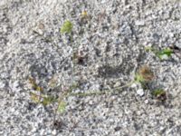 Daucus carota ssp. gummifer Limhamns kalkbrott, Malmö, Skåne, Sweden 20180901_0160
