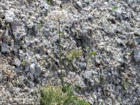 Daucus carota ssp. gummifer Limhamns kalkbrott, Malmö, Skåne, Sweden 20180901_0161